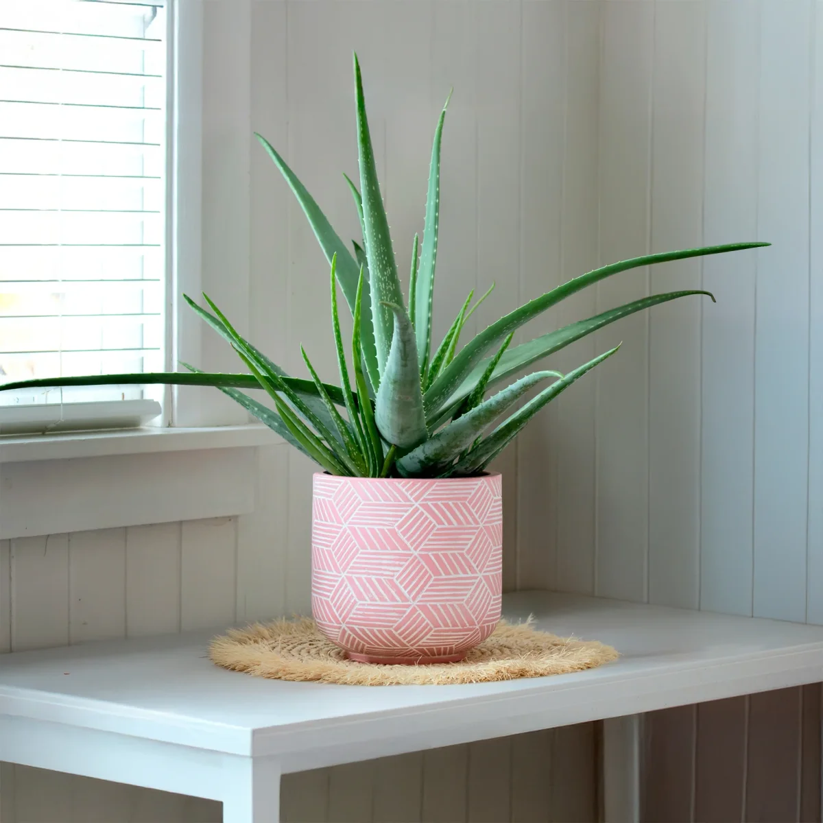 Aloe vera – Image 3