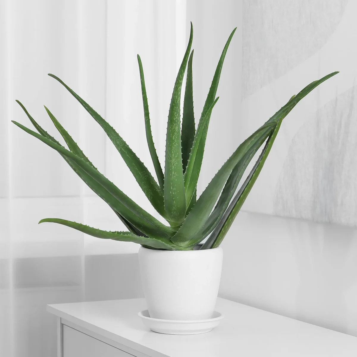 Aloe vera – Image 4