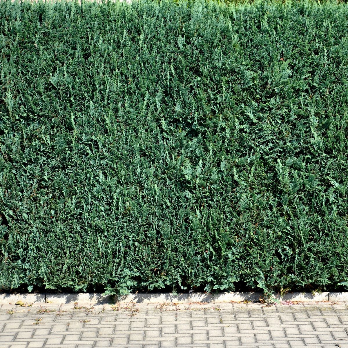 Faux Cyprès de Lawson – Image 4