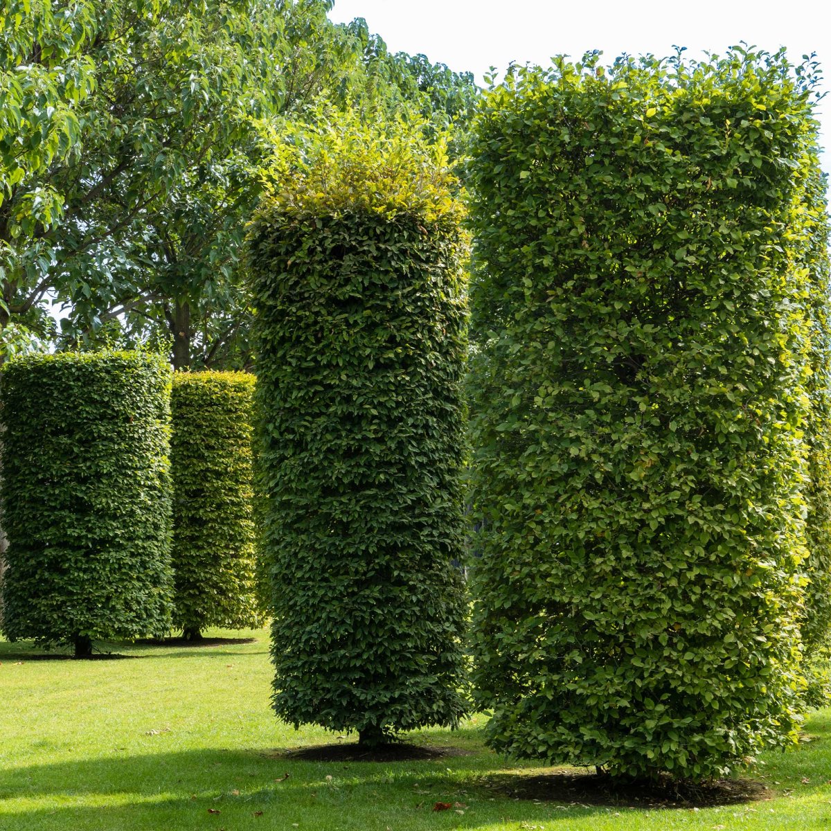 Charme commun – Image 4