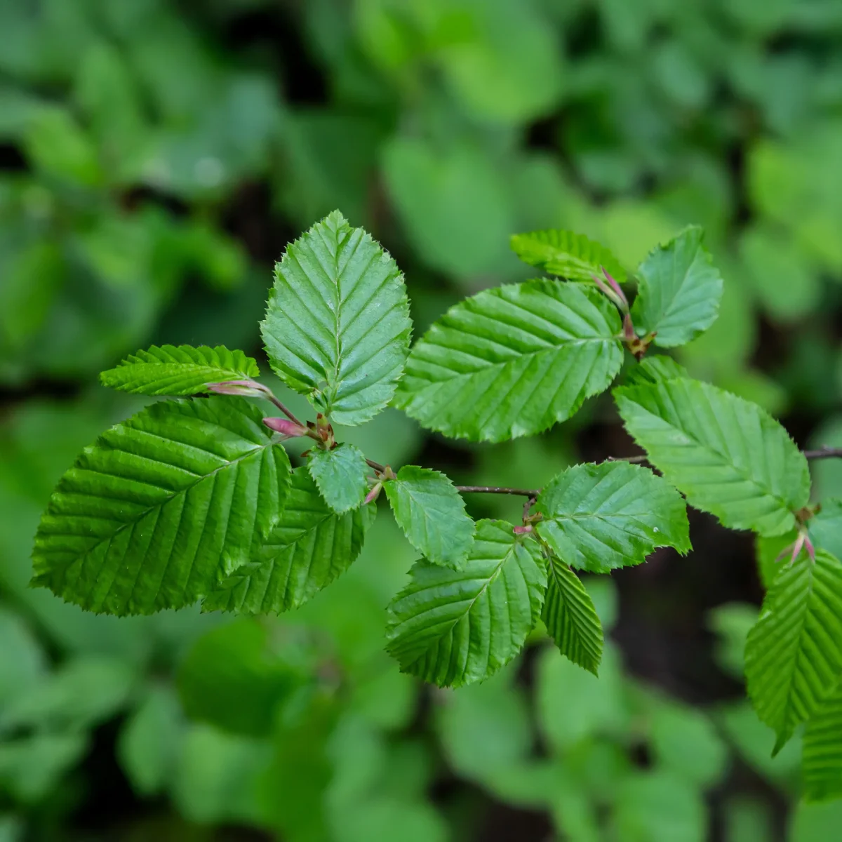 Charme commun – Image 3