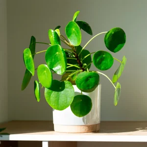 Pilea peperomioides