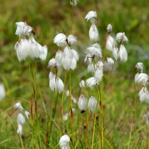Linaigrette à feuilles étroites