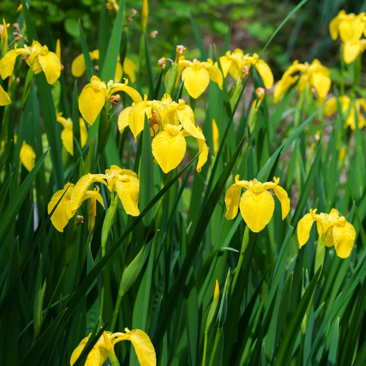 Iris des marais – Image 3