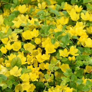 Lysimaque - Herbe aux écus