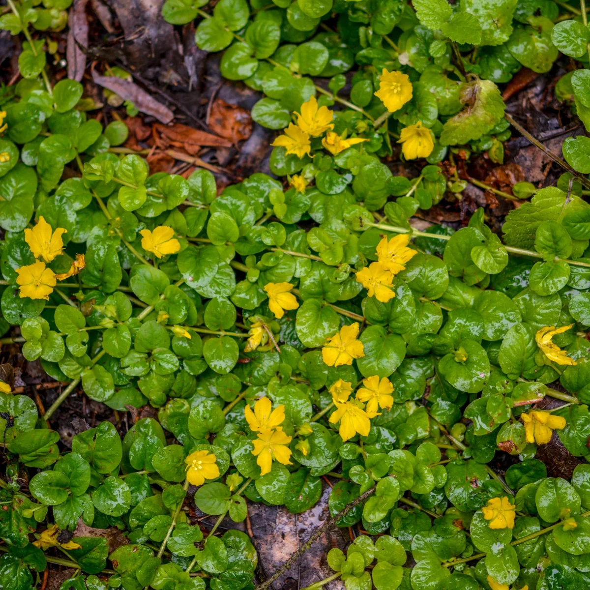 Lysimaque - Herbe aux écus – Image 3