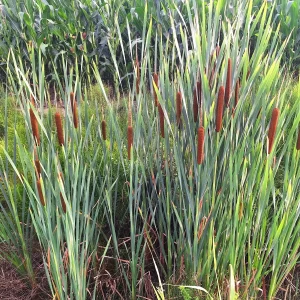 Massette à feuilles étroites