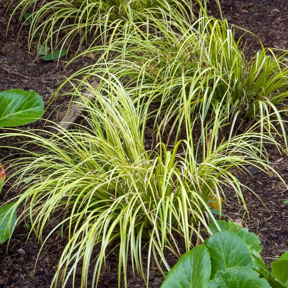 Acore graminée 'Ogon' – Image 2