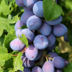 Mini Prunier Black Amber