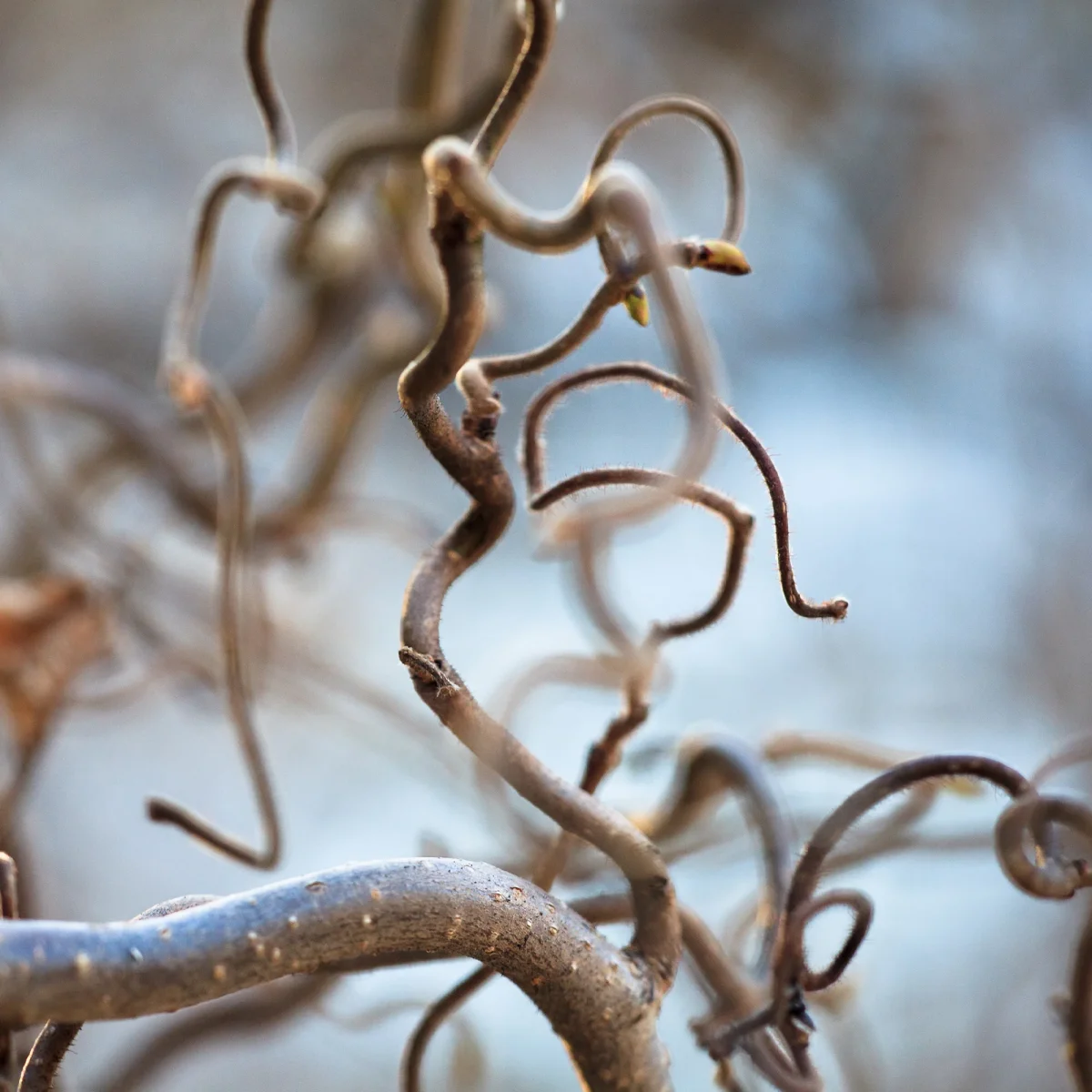 Noisetier tortueux 'Contorta' – Image 5