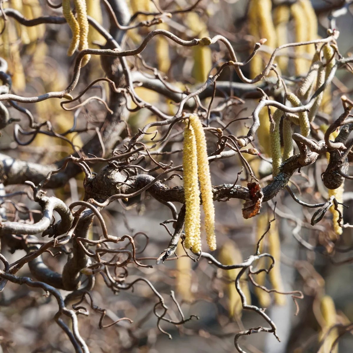 Noisetier tortueux 'Contorta' – Image 4