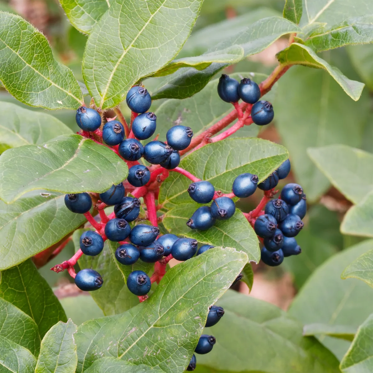 Viorne tin – Image 7