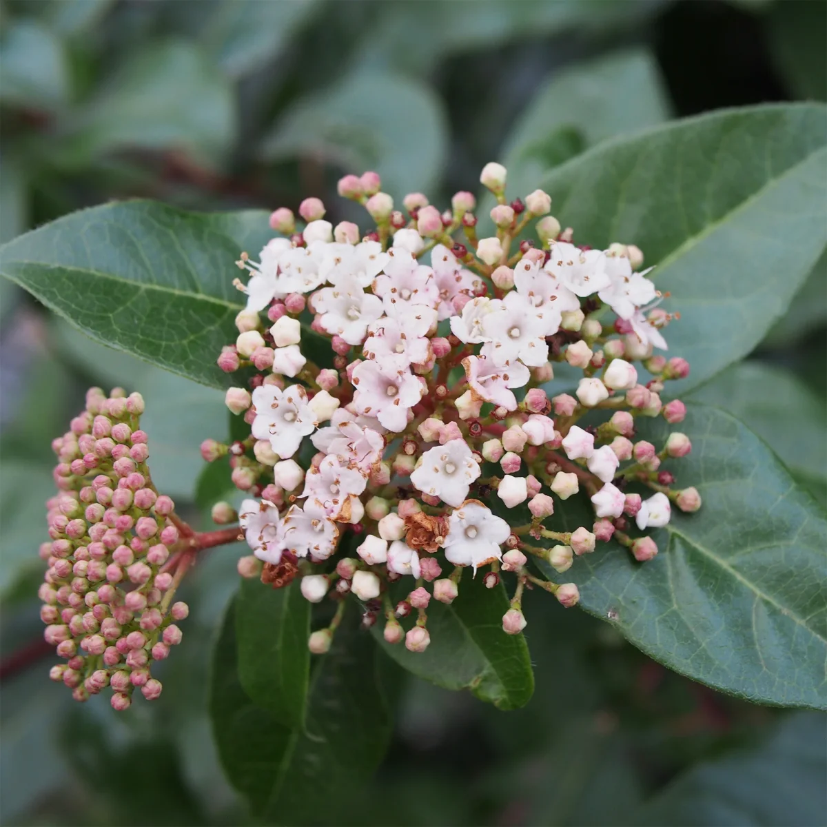 Viorne tin – Image 6