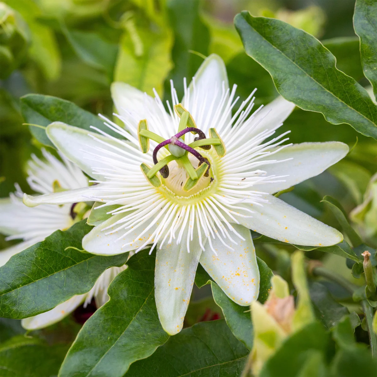 Passiflore 'Constance Elliot' – Image 2