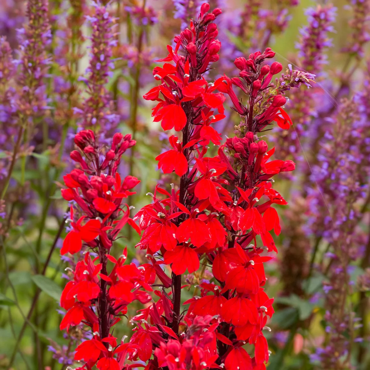 Lobelia écarlate Queen Victoria – Image 6