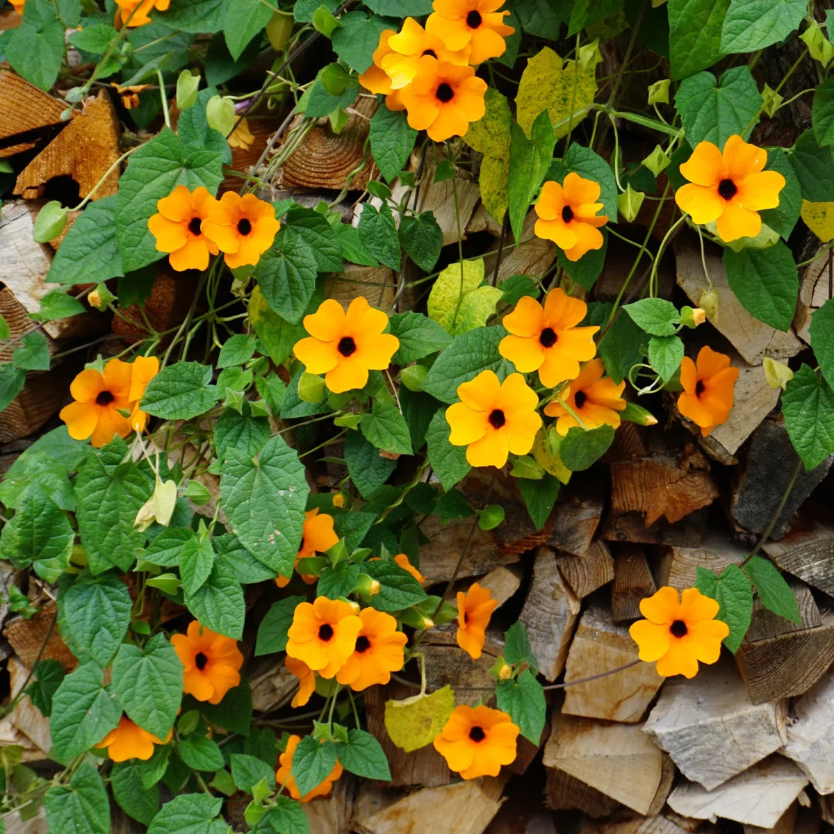 Suzanne orange aux yeux noirs – Image 8