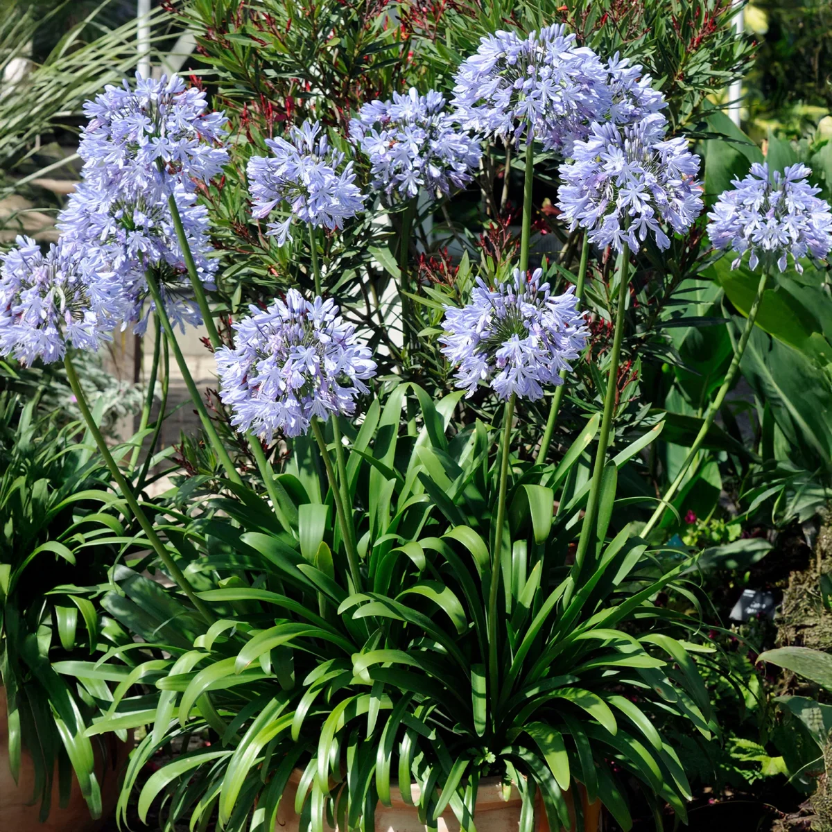 3 Agapanthes bleues – Image 2