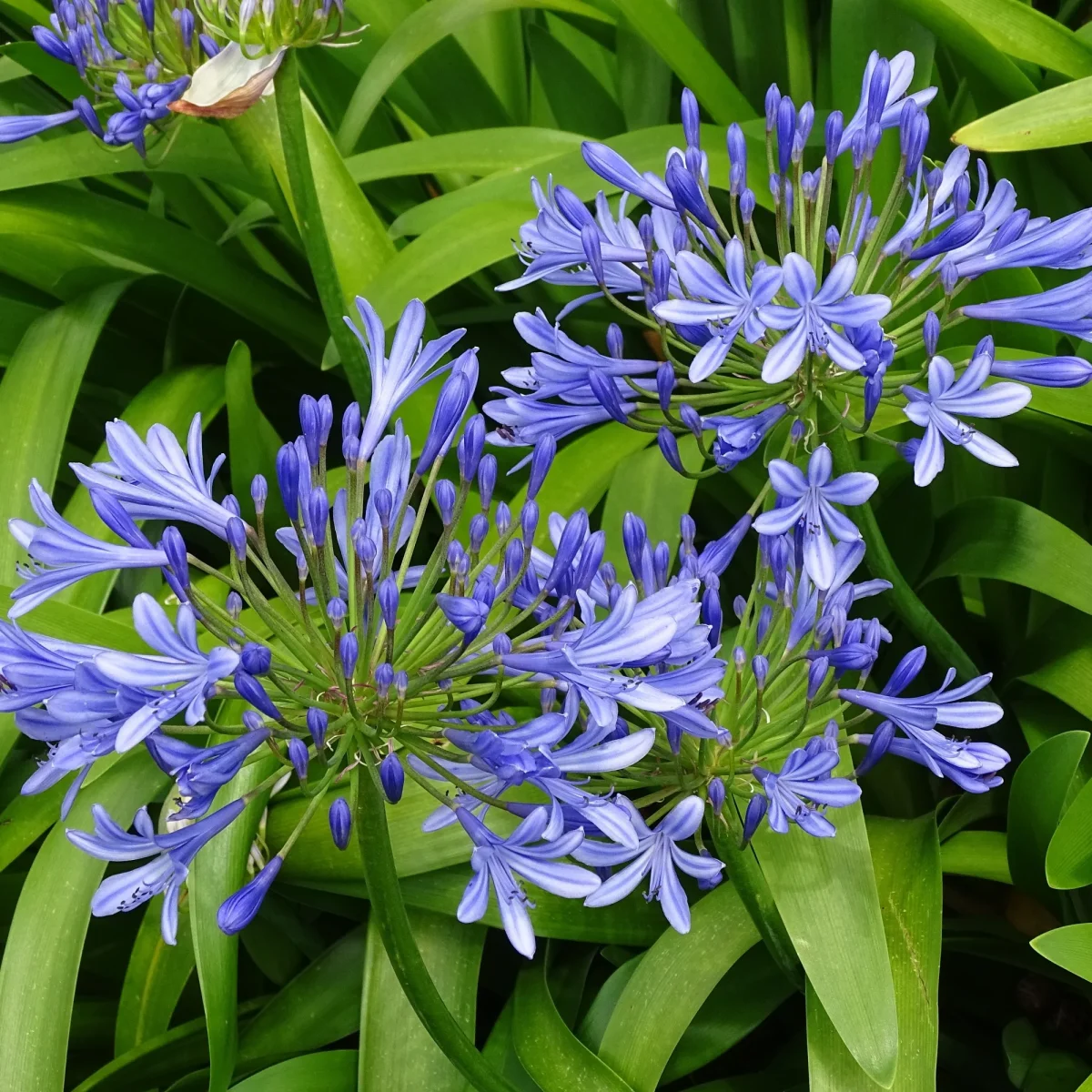 3 Agapanthes bleues – Image 3