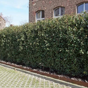 3 Lauriers du Portugal Angustifolia