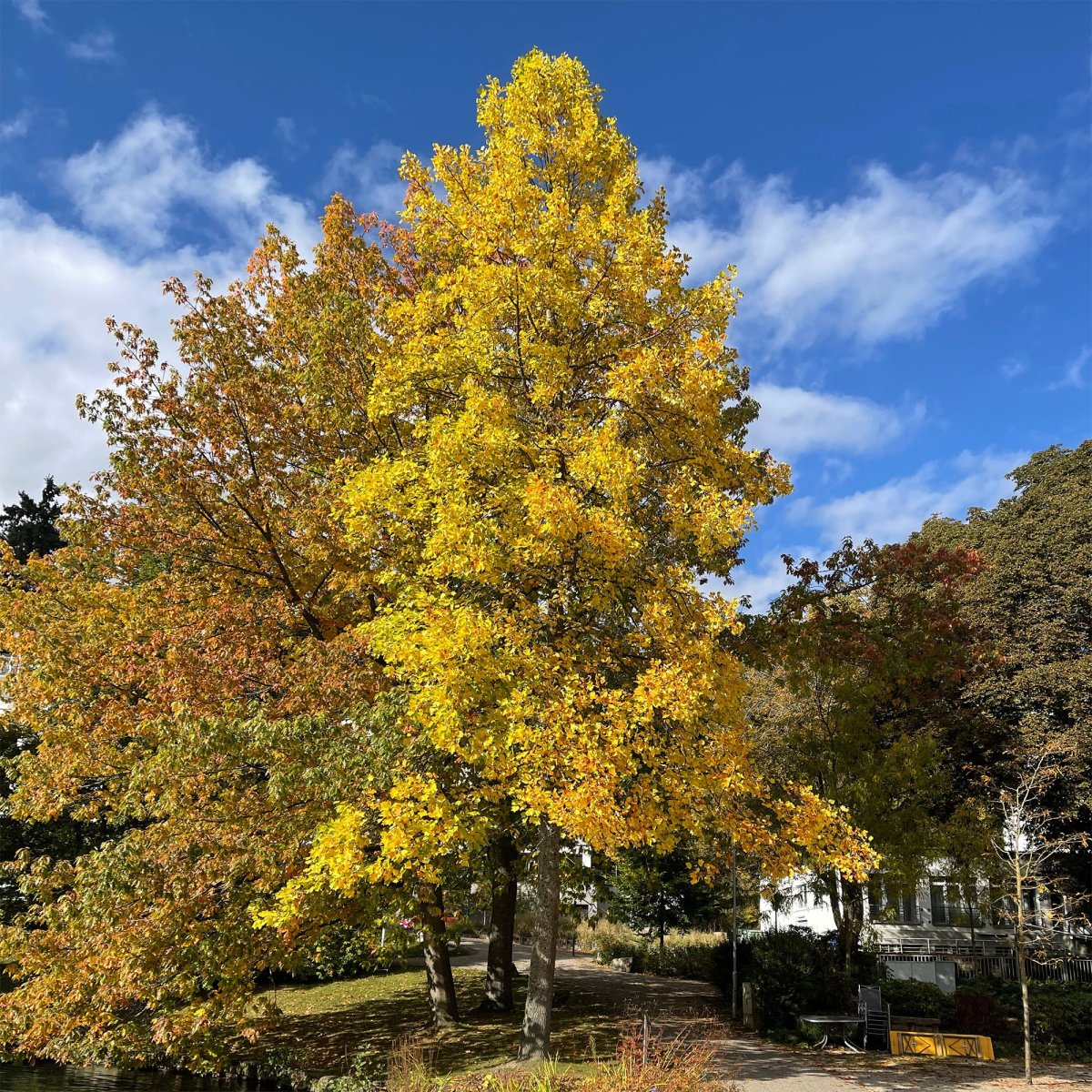 Tulipier – Image 2