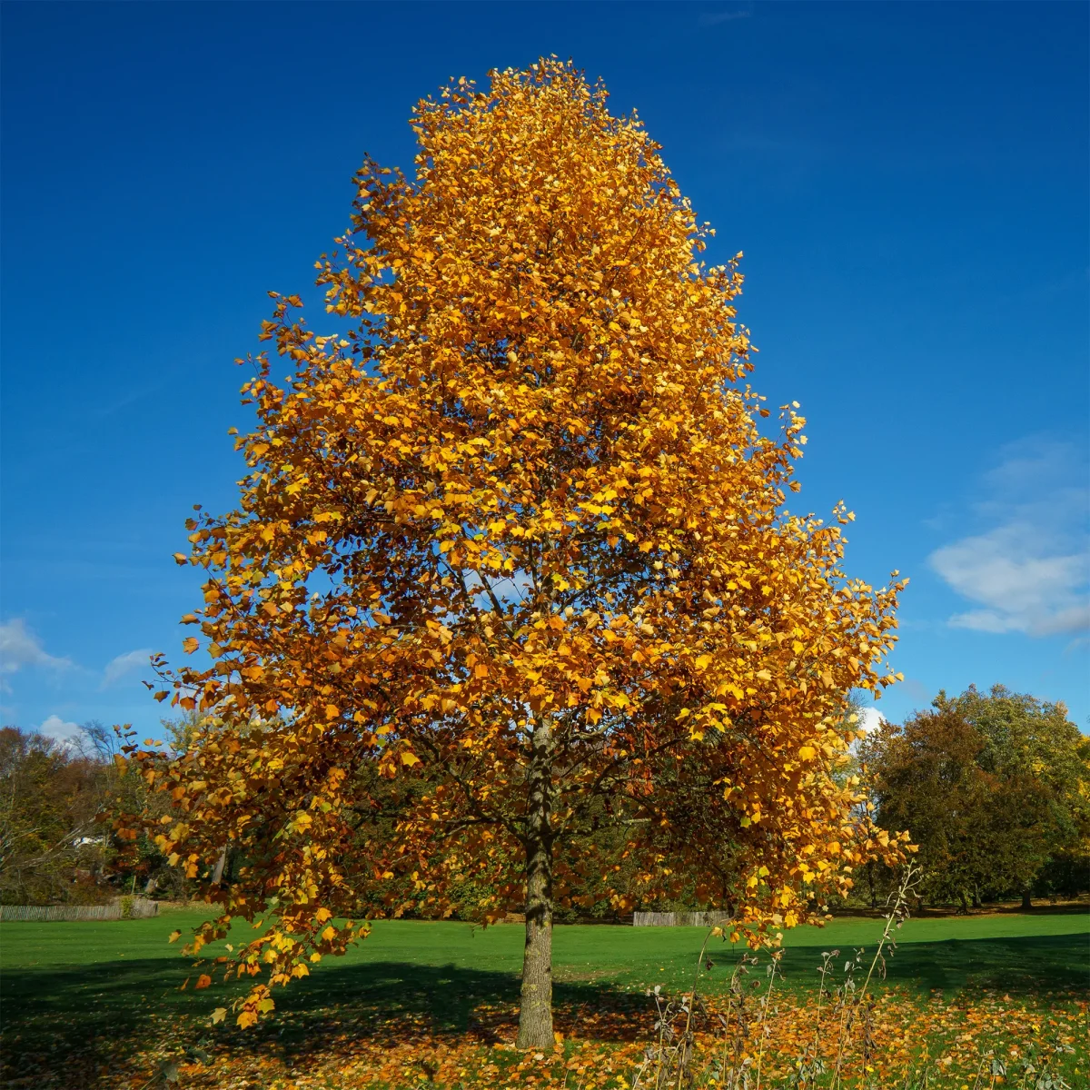 Tulipier – Image 8