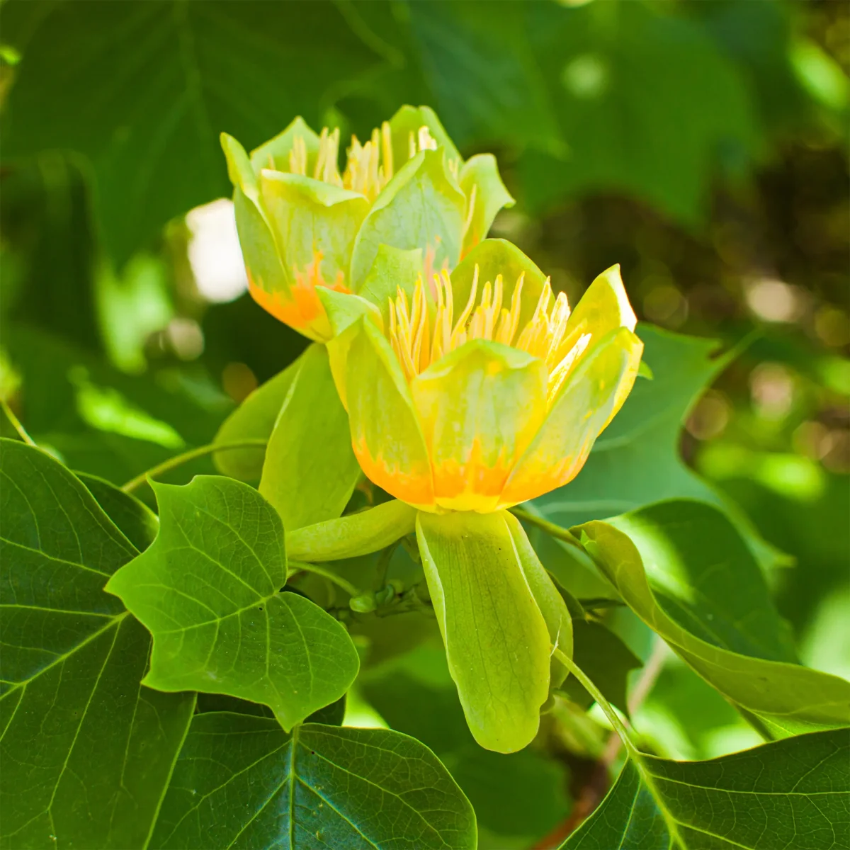 Tulipier – Image 9