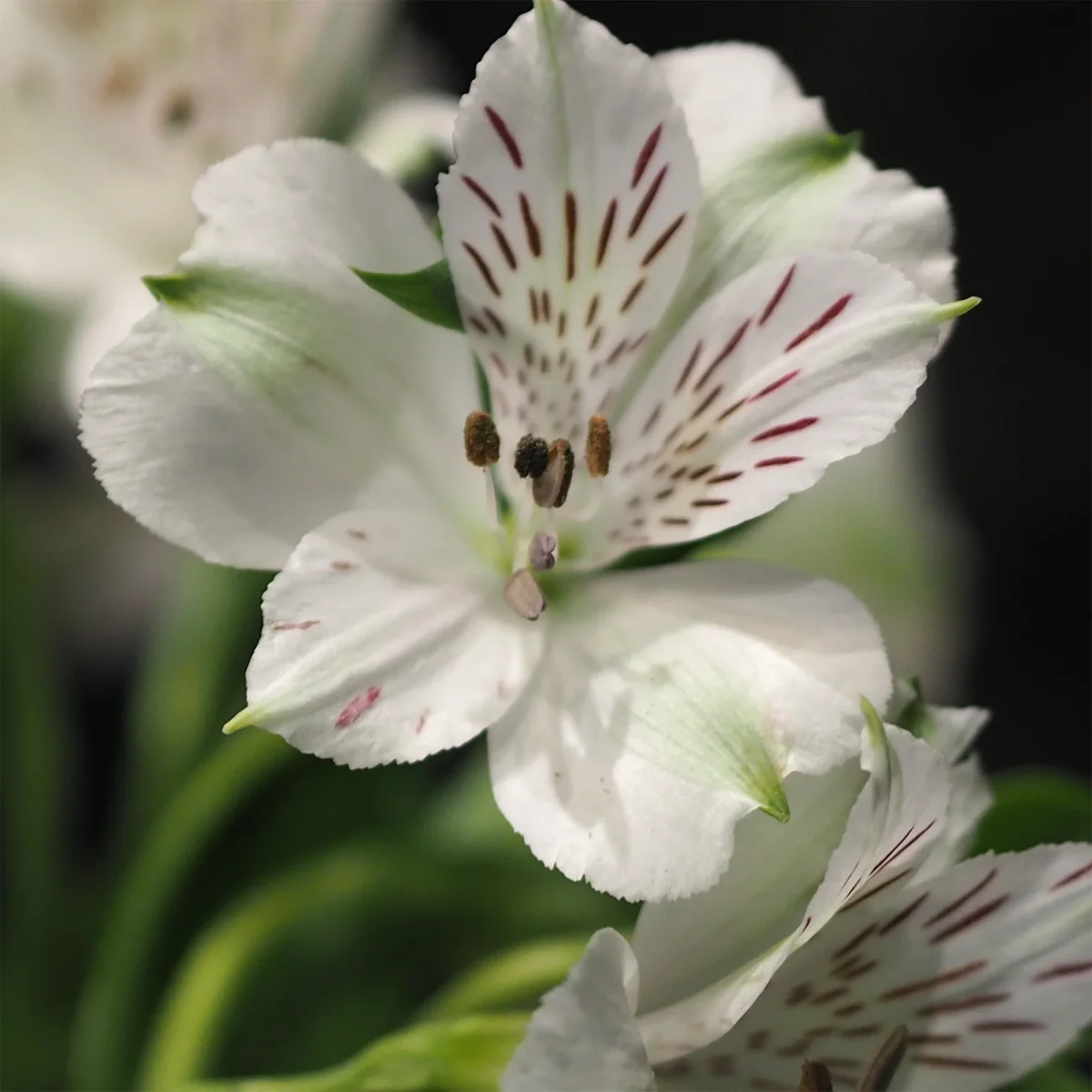 Lys des Incas - Alstroemères Majestic Mazé ® – Image 4