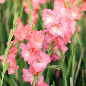 15 Glaïeuls Adrenaline