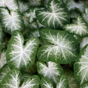 Caladium Aaron
