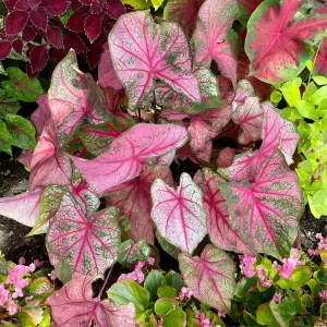 Caladium Cherry Blossom