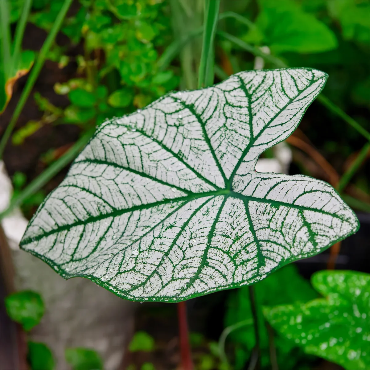 Caladium White Christmas – Image 4