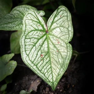 Caladium White Christmas
