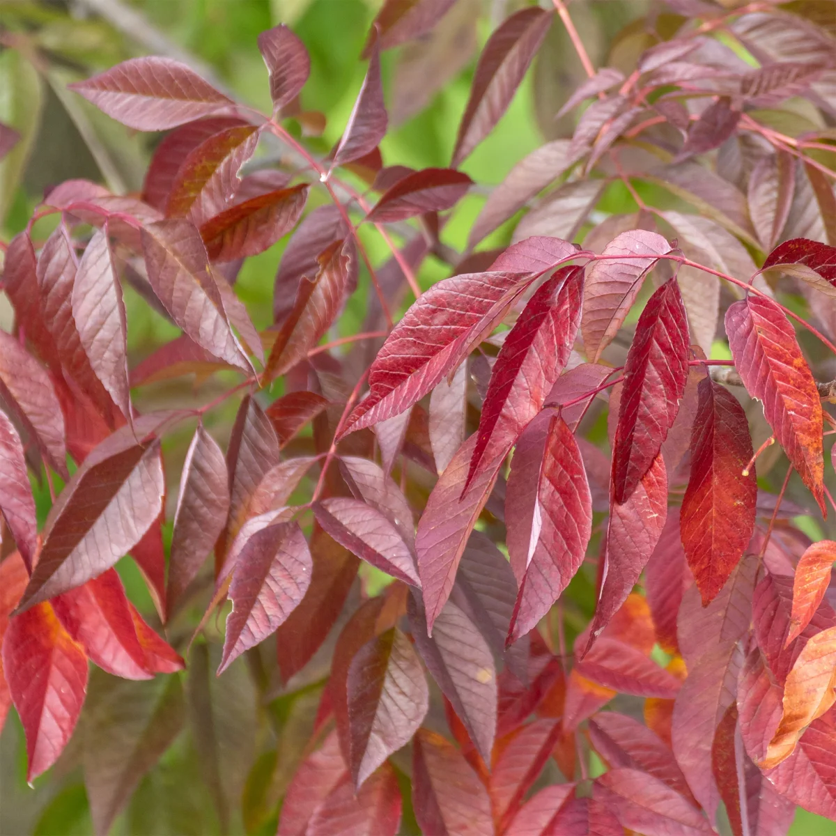 Frêne d'Amérique Autumn Applause – Image 2