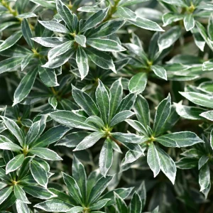 Andromède du Japon Ralto Rose® - Pieris