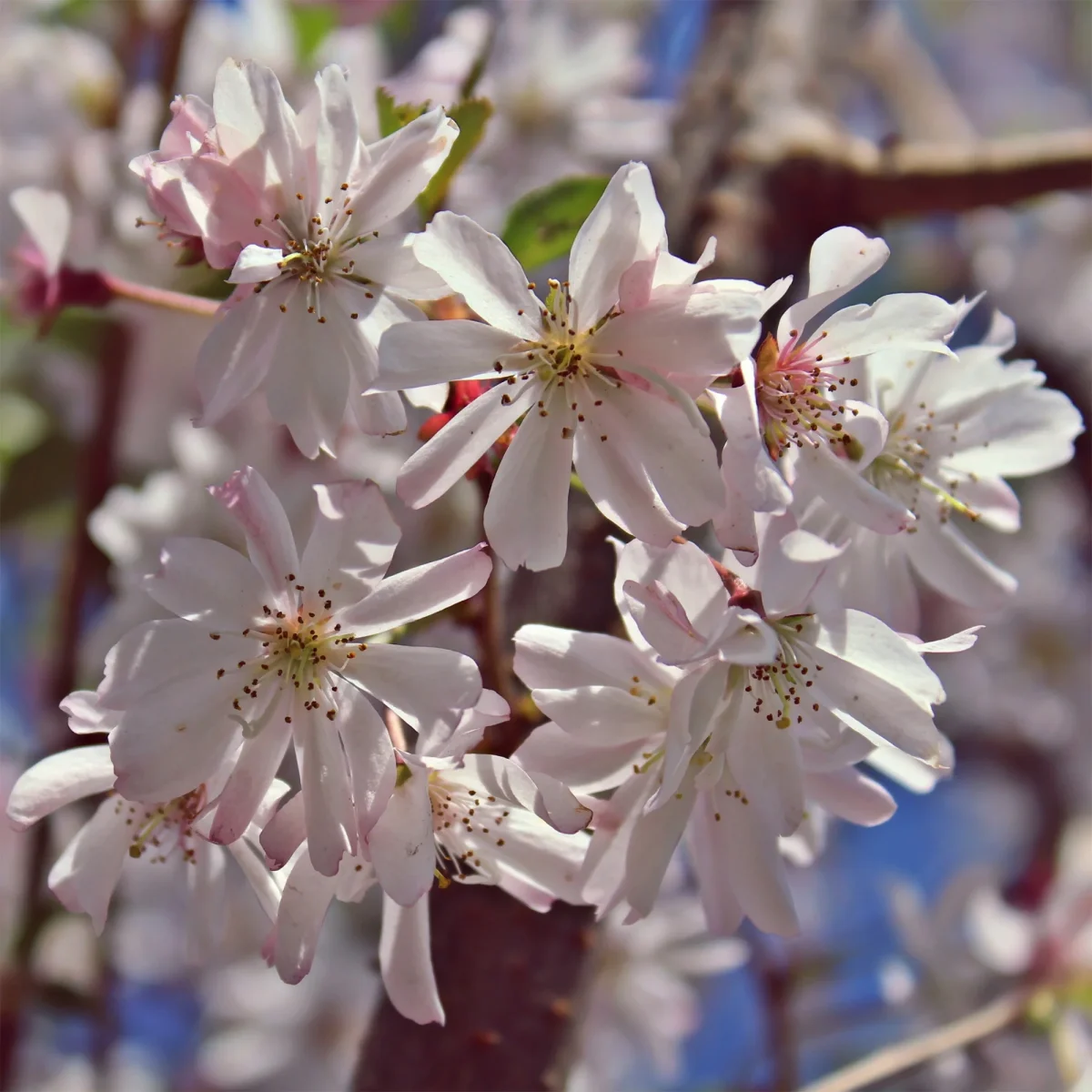 Cerisier à fleurs du Japon Autumnalis Rosea – Image 4