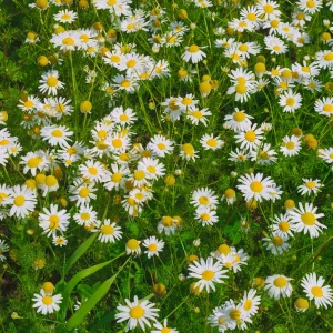 Camomille rampante - Pyrèthre gazonnant