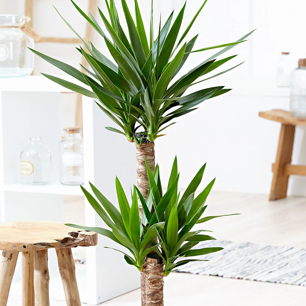 Yucca Yucca elephantipes XL 2 troncs – Image 3