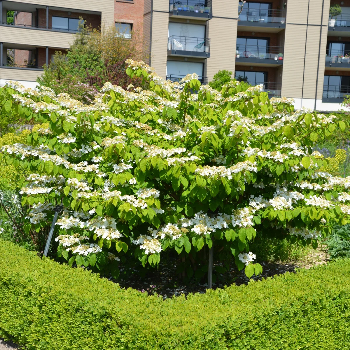 Viorne de Chine Watanabe – Image 3