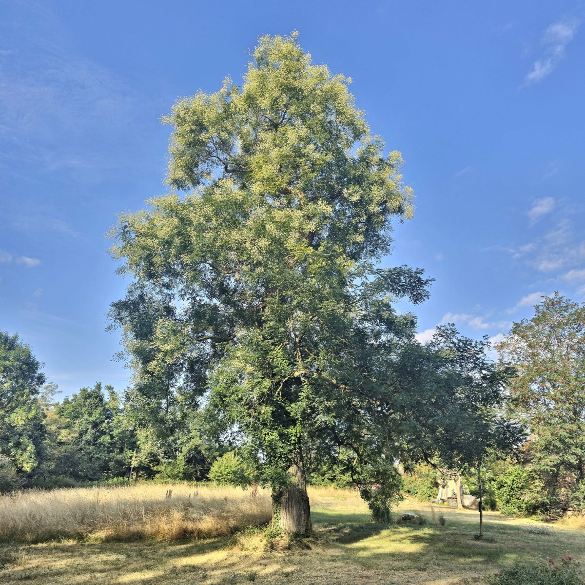 Sophora du Japon – Image 3