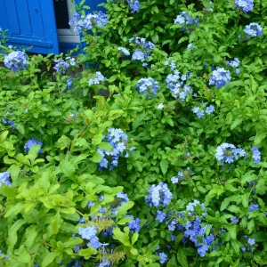 Plumbago Dark Blue