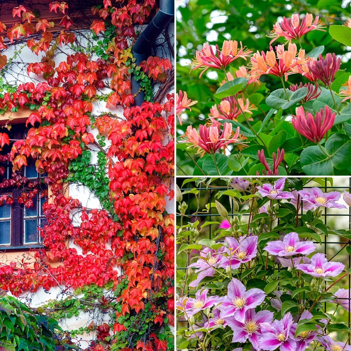 Collection de 3 grimpantes : chèvrefeuille, clématite, vigne vierge – Image 2