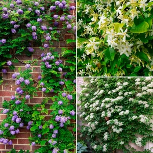 Collection de 3 grimpantes : jasmin, glycine, hortensia grimpant