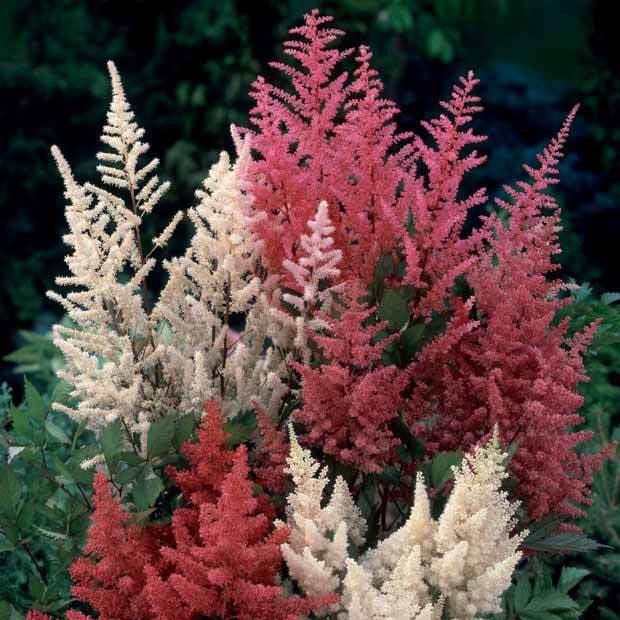 2 Astilbes en mélange – Image 2