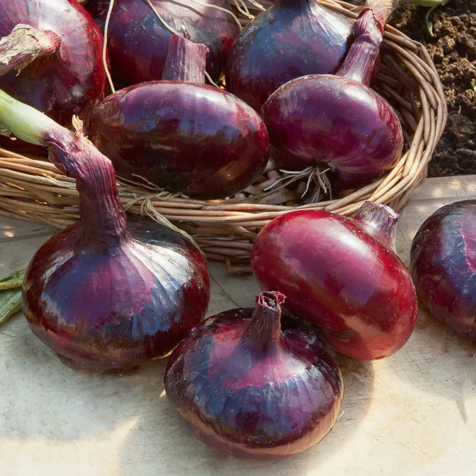 Collection d'Oignons : Hâtif Paris, Vertus, Brunswick, Zebrune – Image 5