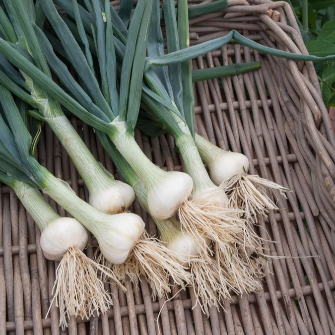 Collection d'Oignons : Hâtif Paris, Vertus, Brunswick, Zebrune – Image 4