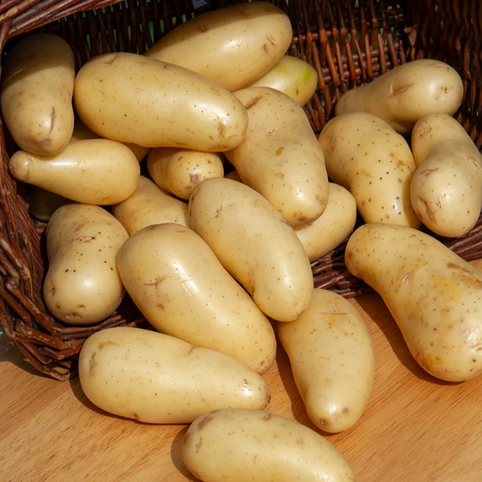 25 Pommes de terre Amandine – Image 3