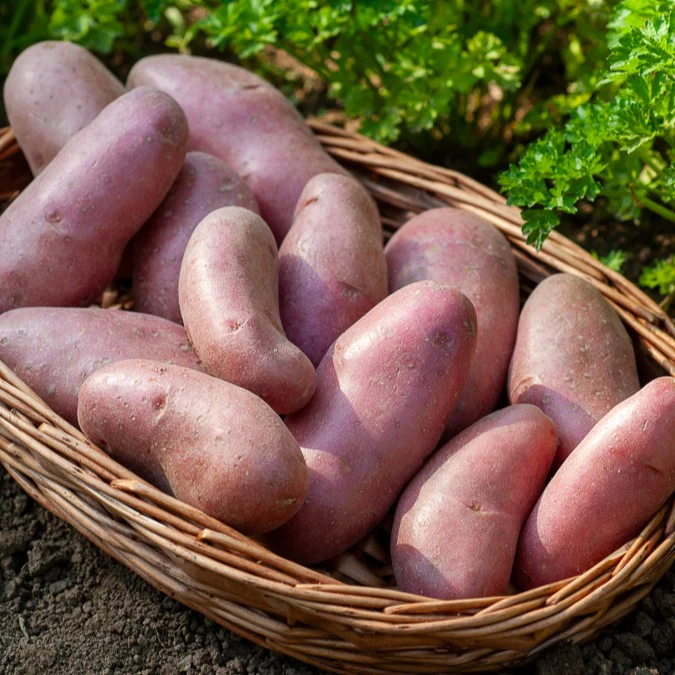 25 Pommes de terre Chérie – Image 3