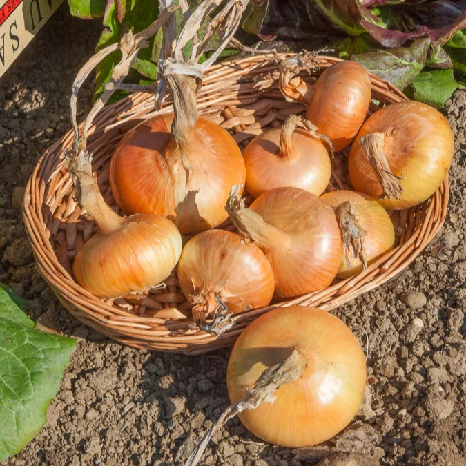 Oignon jaune – Image 3