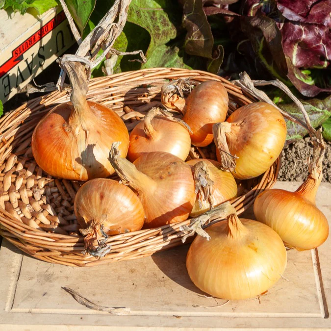 Oignon jaune – Image 2