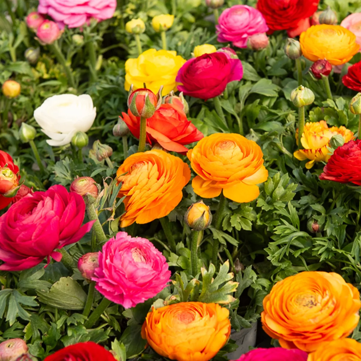 Renoncule en mélange – Image 2